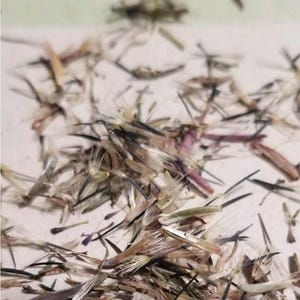 May include: Close-up of a collection of dried plant seeds. The seeds are a mix of tan, brown, and black, with feathery, wispy structures. Some seeds have a purple hue. The seeds are scattered on a light-colored surface.