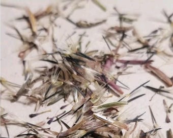 semilla de PIPICHA 75 count, great germination rate. U.S. Shipping