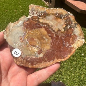 Plaques de bois pétrifié/fossilisé
