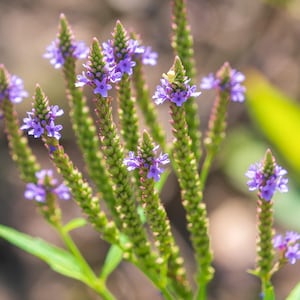 100+ Blue Vervain Seeds, Verbena hastata, stamped seed packet, native plants, pollinators, garden gifts, medicinal herb, deer resistant