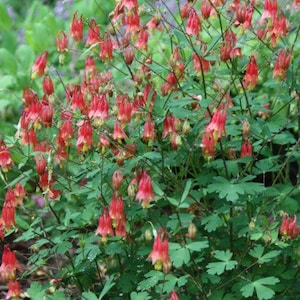 100+ Eastern Red Columbine Seeds, Aquilegia canadensis, Canada columbine, stamped seed packet, native plant, shade, hummingbirds, wildflower