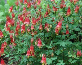 May include: A bush of red and yellow columbine flowers. The flowers are pendant, with green leaves and stems. The background features other green plants in a natural setting.