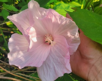 25+ Seeds Hardy Hibiscus Wild Form, Hibiscus moscheutos, stamp seed packet, rose mallow, native plants, South Central, Southeast, Northeast