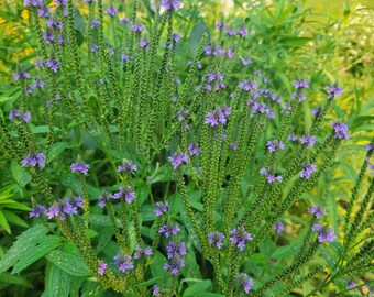 100+ Blue Vervain Seeds, Verbena hastata, stamped seed packet, native plants, pollinators, garden gifts, medicinal herb, deer resistant