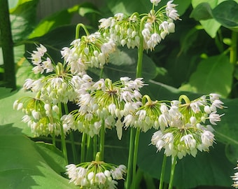 May include: A close-up shot of white Allium flowers in full bloom. The flowers are arranged in spherical umbels on green stems, with large green leaves in the background. The image is well-lit, highlighting the delicate details.