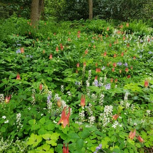 Puede incluir: Un vibrante campo de flores silvestres en un entorno forestal. La imagen muestra una variedad de flores, incluyendo flores rojas, blancas y moradas, sobre un fondo de exuberante follaje verde. La escena est&aacute; iluminada por luz natural, creando una vista pintoresca.