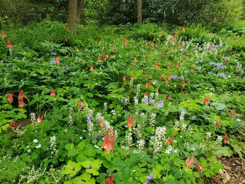 Puede incluir: Un vibrante campo de flores silvestres en un entorno forestal. La imagen muestra una variedad de flores, incluyendo flores rojas, blancas y moradas, sobre un fondo de exuberante follaje verde. La escena est&aacute; iluminada por luz natural, creando una vista pintoresca.