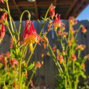 Más de 100 semillas de aguileña roja oriental (Aquilegia canadensis), aguileña canadiense, paquete de semillas sellado, planta nativa, sombra, colibríes, flor silvestre imagen 3
