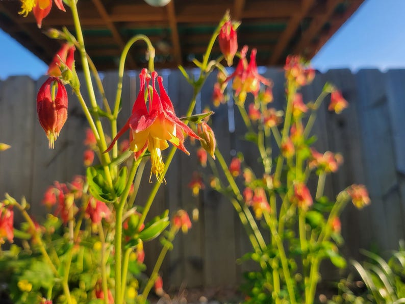 Más de 100 semillas de aguileña roja oriental (Aquilegia canadensis), aguileña canadiense, paquete de semillas sellado, planta nativa, sombra, colibríes, flor silvestre imagen 3