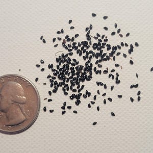 Puede incluir: Un conjunto de peque&ntilde;as semillas negras dispersas sobre una superficie blanca, junto a una moneda de veinticinco centavos estadounidense para comparar el tama&ntilde;o. Las semillas son ovaladas y brillantes. La moneda muestra el perfil de George Washington.