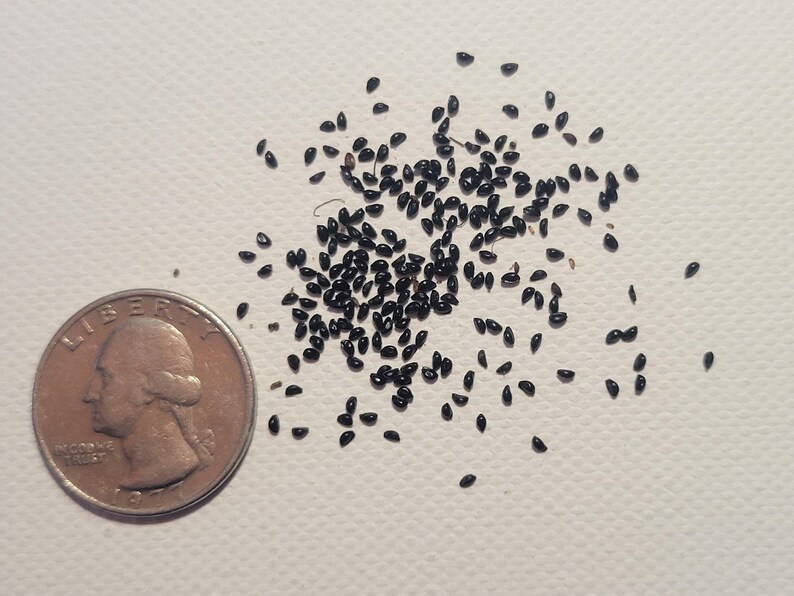 Puede incluir: Un conjunto de peque&ntilde;as semillas negras dispersas sobre una superficie blanca, junto a una moneda de veinticinco centavos estadounidense para comparar el tama&ntilde;o. Las semillas son ovaladas y brillantes. La moneda muestra el perfil de George Washington.