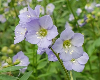 May include: A close-up shot of a cluster of pale blue flowers with yellow centres and white stamens. The petals are delicate and slightly ruffled. The background is a soft green, with other flowers and foliage visible.