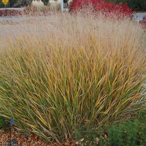 May include: A large ornamental grass with long, slender blades in shades of green and yellow, transitioning to a golden-brown hue at the top. The plant is dense and bushy, with a backdrop of other colorful plants.