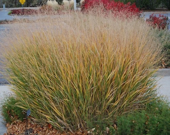 May include: A large ornamental grass with long, slender blades in shades of green and yellow, transitioning to a golden-brown hue at the top. The plant is dense and bushy, with a backdrop of other colorful plants.