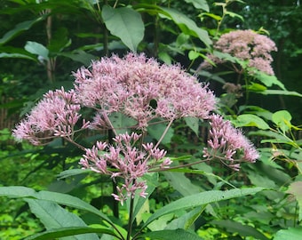 May include: A close-up shot of a cluster of pink flowers with a delicate, airy appearance. The flowers are in full bloom, surrounded by lush green foliage. The image captures the natural beauty of the plant.