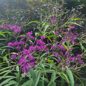 50+ New York Ironweed Seeds, Vernonia noveboracensis, hand carved stamped packet, native plants, east, monarchs, perennials, rain garden,