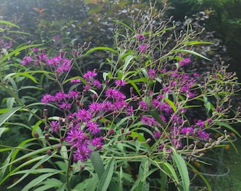 50+ New York Ironweed Seeds, Vernonia noveboracensis, hand carved stamped packet, native plants, east, monarchs, perennials, rain garden,