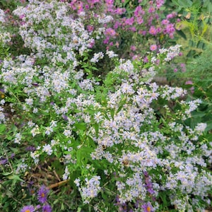 100+ Blue Wood Aster Seeds, Symphyotrichum cordifolium, stamped seed packet, native plants, wildflowers, fall bloomer, pollinators, bees