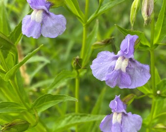 May include: A close-up shot of several small, pale purple flowers with white centres, set against a backdrop of green leaves and stems. The flowers have a delicate, ruffled appearance, and the image is well-lit, highlighting the details of the petals.