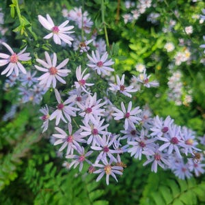 100+ Blue Wood Aster Seeds, Symphyotrichum cordifolium, stamped seed packet, native plants, wildflowers, fall bloomer, pollinators, bees