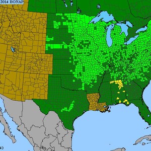 Puede incluir: Un mapa de los Estados Unidos con regiones codificadas por colores. El mapa muestra &aacute;reas en tonos de verde, amarillo y marr&oacute;n, con un fondo azul que representa cuerpos de agua. El texto "Floristic Synthesis of NA &copy; 2014 BONAP" est&aacute; en la parte superior.
