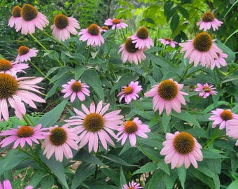 May include: A close-up of a garden filled with coneflowers. The flowers have pink petals and a central, orange-brown cone. The scene is set against a backdrop of green foliage, creating a natural and colourful display.
