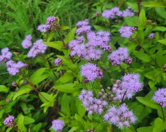 May include: A close-up shot of a cluster of small, light purple flowers with a fluffy texture. The flowers are surrounded by green leaves and stems. The image is a close-up shot of the flowers, with the background blurred.