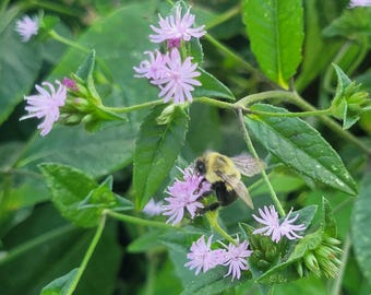 Puede incluir: Primer plano de una abeja polinizando pequeñas flores de color púrpura claro. Las flores tienen delicados pétalos en forma de estrella y están rodeadas de hojas verdes. La abeja es negra y amarilla.
