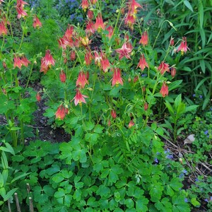 Más de 100 semillas de aguileña roja oriental (Aquilegia canadensis), aguileña canadiense, paquete de semillas sellado, planta nativa, sombra, colibríes, flor silvestre imagen 4