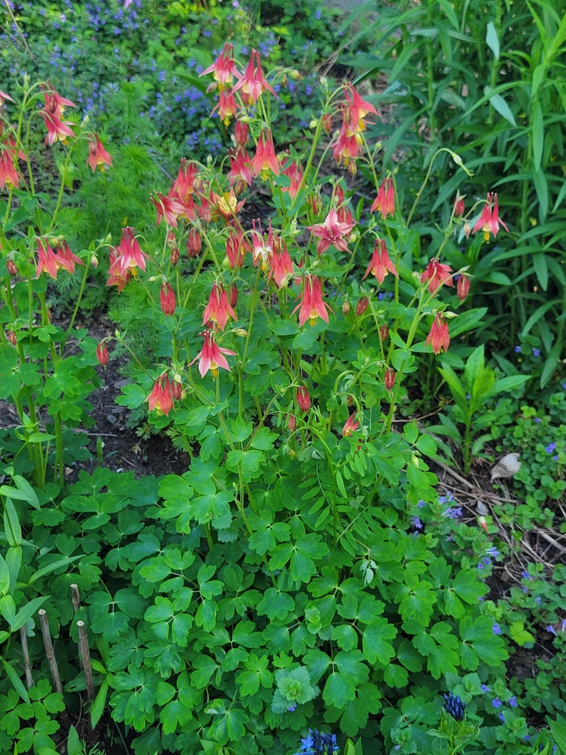 Más de 100 semillas de aguileña roja oriental (Aquilegia canadensis), aguileña canadiense, paquete de semillas sellado, planta nativa, sombra, colibríes, flor silvestre imagen 4