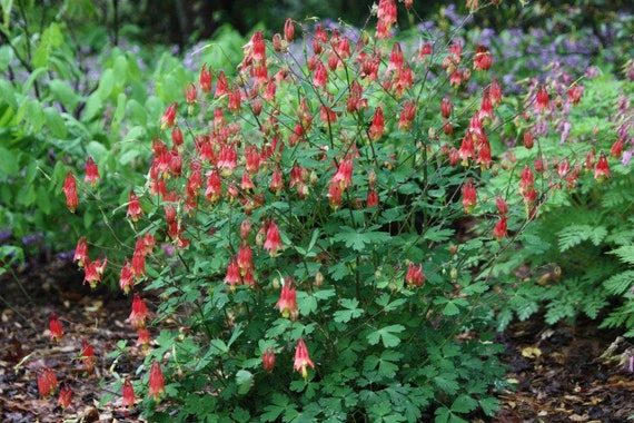 100+ Eastern Red Columbine Seeds, Aquilegia canadensis, Canada columbine, stamped seed packet, native plant, shade, hummingbirds, wildflower