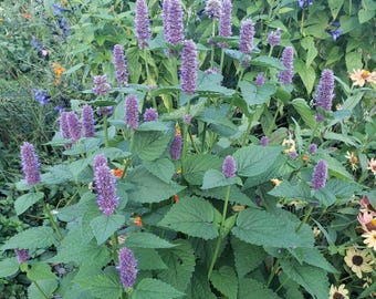 75+ Anise Hyssop Seeds, Agastache foeniculum, licorice mint, carved stamped seed packet, pollinators, perennial, tea