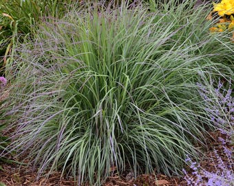Puede incluir: Una exuberante hierba ornamental con hojas largas y delgadas de color verde, teñidas con tonos púrpuras. La planta está rodeada de otras plantas verdes y flores moradas y amarillas, creando una escena de jardín vibrante.