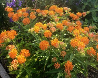 May include: A close-up of a butterfly weed plant, showcasing clusters of bright orange flowers. The flowers are tightly packed and spherical, set against a backdrop of green foliage. The image captures the plant's natural beauty.
