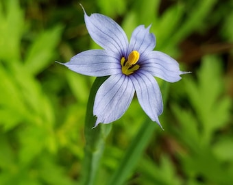 Más de 50 semillas de hierba de ojos azules, Sisyrinchium angustifolium, paquete de semillas sellado, planta nativa, flor silvestre nativa, perenne, estanque, jardín de lluvia