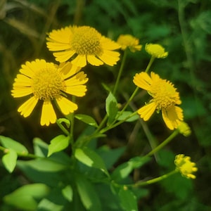 May include: Close-up of bright yellow flowers with a central, textured disc and surrounding petals. The flowers are in various stages of bloom, with some buds visible. Green leaves and stems provide a contrasting backdrop, creating a natural, vibrant scene.