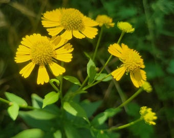 May include: A close-up shot of vibrant yellow flowers, each with a textured central disc and radiating petals. Several flowers are in bloom, with buds also visible. The green leaves and stems provide a natural, contrasting background.