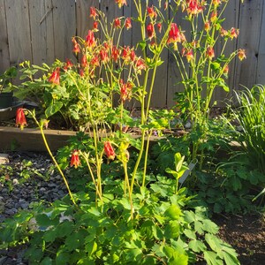 Más de 100 semillas de aguileña roja oriental (Aquilegia canadensis), aguileña canadiense, paquete de semillas sellado, planta nativa, sombra, colibríes, flor silvestre imagen 5