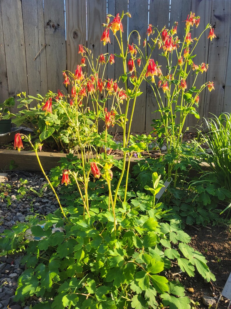 Más de 100 semillas de aguileña roja oriental (Aquilegia canadensis), aguileña canadiense, paquete de semillas sellado, planta nativa, sombra, colibríes, flor silvestre imagen 5