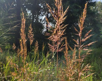 May include: A view of tall, golden-brown grass with feathery seed heads, illuminated by sunlight. The grass is set amongst green foliage and wildflowers, with trees and a blue sky in the background. The image conveys a sense of natural beauty and peace.