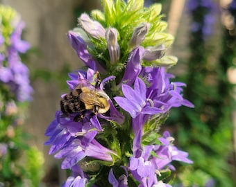 May include: A close-up of a purple flower with a bee. The flower has small, delicate petals and a vibrant purple hue. The bee is covered in brown and black fur and is collecting nectar from the flower.