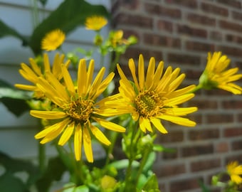 May include: A close-up shot of bright yellow flowers with numerous thin petals. The flowers are in full bloom, displaying their vivid colour. Green leaves and a brick wall form the background, creating a contrast.