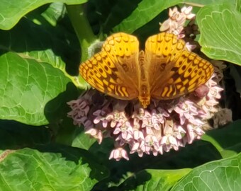 May include: A butterfly with orange and brown patterned wings rests on a cluster of small pink flowers. The butterfly is centered in the image, surrounded by large green leaves and buds.