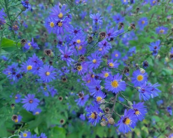 May include: A close-up of a cluster of blue aster flowers with yellow centres and green foliage. The flowers are in full bloom, with many petals visible. The image is well-lit, showing the details of the flowers.