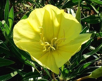 May include: A bright yellow flower with soft petals and intricate details at its core. The flower is set against a backdrop of green leaves. The image showcases the natural beauty of the plant.