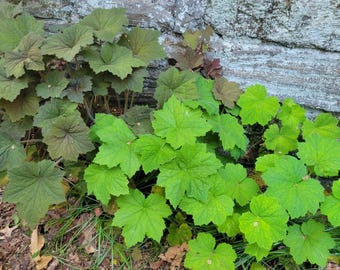 Puede incluir: Un grupo de plantas verdes y verde oscuro con hojas lobuladas. Las plantas crecen cerca de una pared de piedra gris desgastada. Las hojas varían en color, desde un verde brillante hasta un verde más oscuro, casi púrpura.