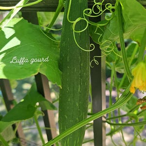 Luffa Kürbis Samen
