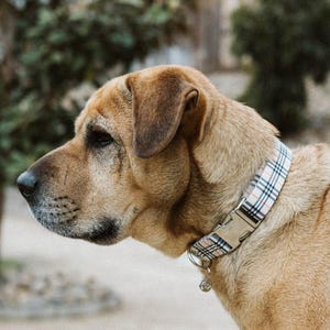 Puede incluir: Un perro marrón y tostado con un collar de cuadros blancos y negros. El collar tiene una hebilla plateada y un pequeño charm plateado.