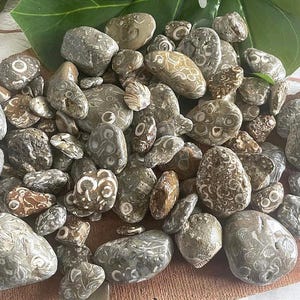 Great Lakes Crinoid Fossil Rocks Stones Lake Michigan J.Q. Craft Quality Projects, Teach, Study, Collection, Coastal Home Decor