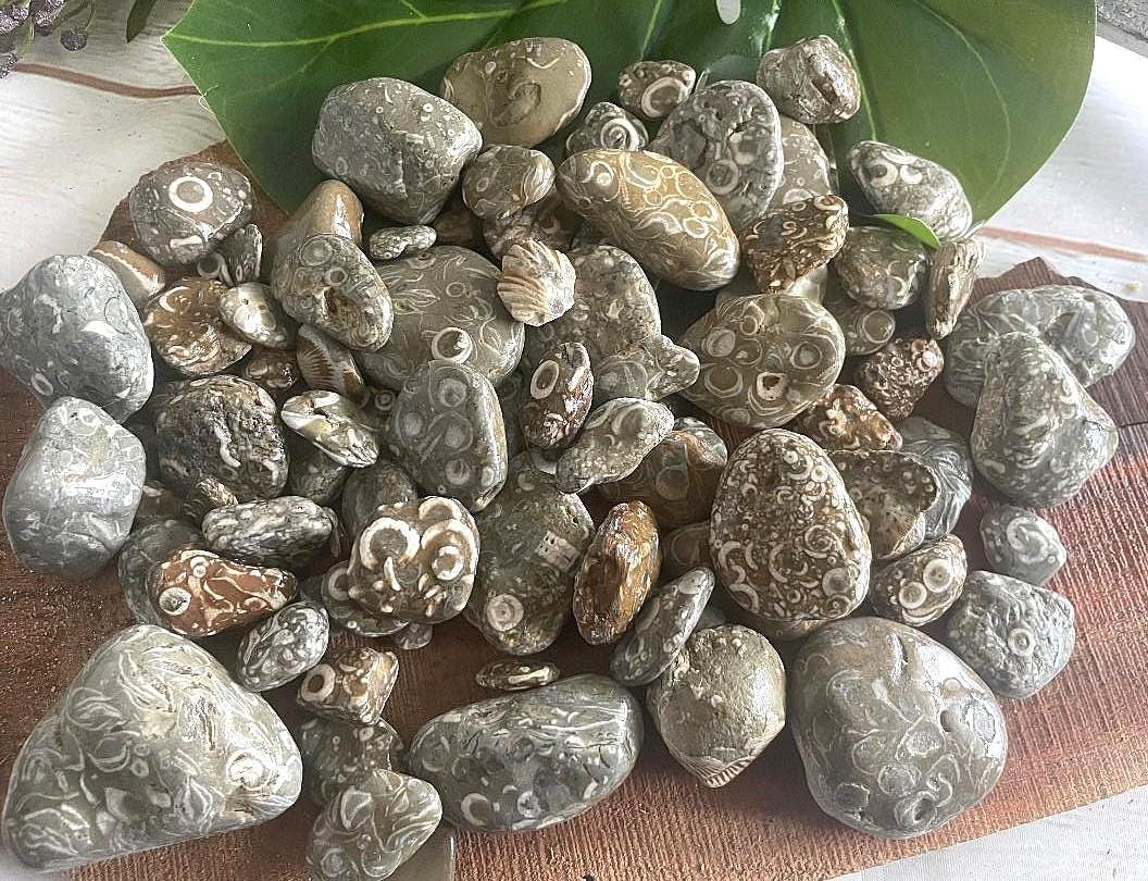 Great Lakes Crinoid Fossil Rocks Stones Lake Michigan J.Q. Craft Quality Projects, Teach, Study, Collection, Coastal Home Decor